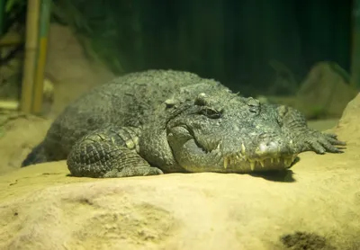 Сиамский крокодил — Википедия