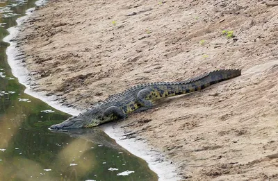 Присоединился к пикнику: в Африке крокодил похитил у туристов холодильник —  видео - МЕТА