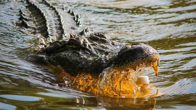 крокодил: последние новости сегодня | Федеральное агентство новостей