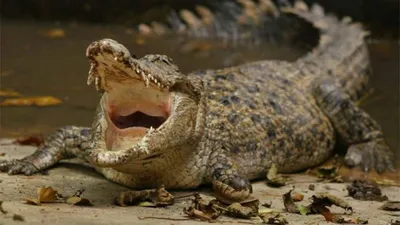 Крокодил убил купавшуюся девочку-подростка