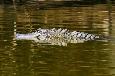 Полосатый крокодил - 68 фото