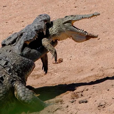 544-килограммовый крокодил-каннибал съел молодого собрата на глазах у  туриста: Звери: Из жизни: Lenta.ru