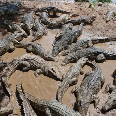 В Австралии крокодил напал на купавшуюся в озере женщину - РИА Новости,  04.05.2022