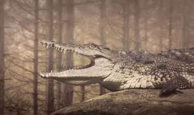 Крокодила с открытой пастью фотографии