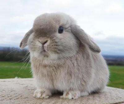 Кролик баран фото фото