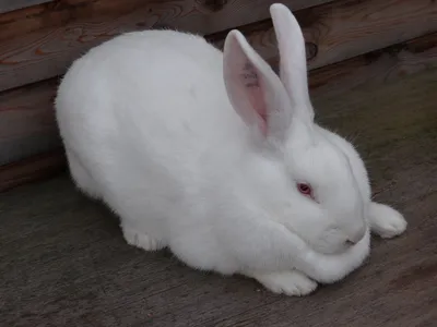 Кролик белый великан фото фото