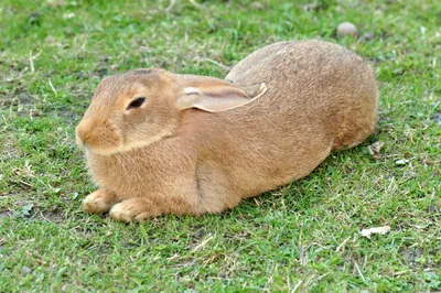 Ангорский кролик. Самые интересные факты. | Animal Guide | Дзен