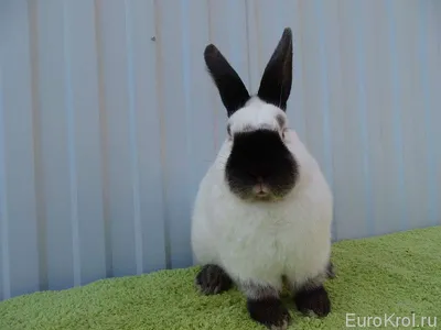 Калифорнийская порода кроликов — Племенные кролики из Европы