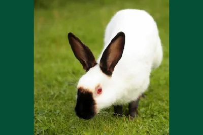 Кролик Калифорнийский 5 мес – цена, купить в Москве на сайте  птицеводческого хозяйства «Орловский дворик»