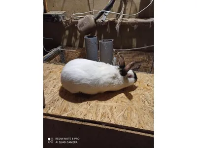 A rabbit rescue operation is launched to save bunnies from rising  floodwaters - Los Angeles Times