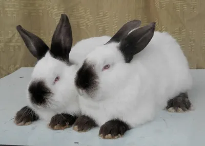 Just in time for Easter, a rabbit has been added to police force in one  California city | Fox News