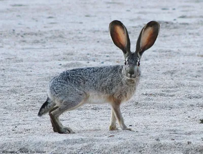Rabbit breed California Stock Photo | Adobe Stock