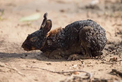 California White Rabbits | Large Bountiful Meat Producers - YouTube