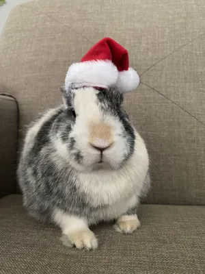 The ultimate Easter bunny: Heavyweight Ralph weighs 3st 8lbs (that's  heavier than an average three-year-old child) | Big animals, Giant rabbit,  Big bunny