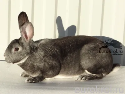 Mini Rex Rabbits In Profile – Lafeber Co. – Small Mammals