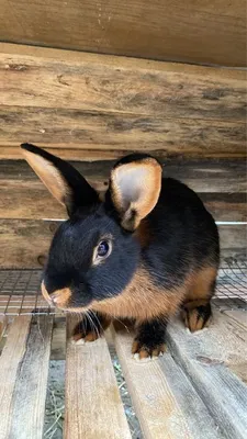 Rabbits – acorncreekfarmstead.com