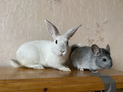 Rabbits of the breed Soviet Chinchilla. Love forever :) - YouTube