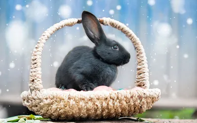Астрологи рассказали, для кого год Кролика станет особенно удачным | РБК  Life
