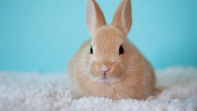Кролика фото