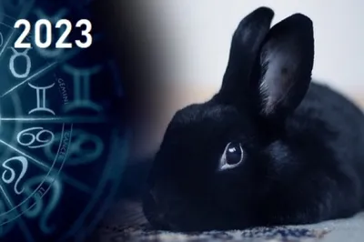 Как встречать год Кролика, чтобы привлечь удачу? | События | КУЛЬТУРА | АиФ  Оренбург