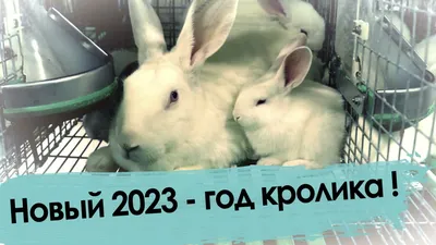 Чита | Новый 2023 - год кролика! - БезФормата