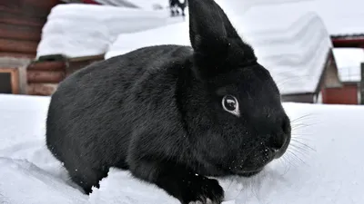 Наступил год Черного Водяного Кролика – что он принесет - 22.01.2023,  Sputnik Беларусь
