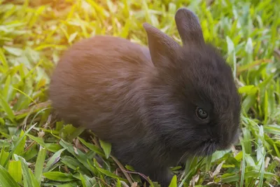 Как по мнению астрологов встретить год черного водяного кролика — от  подарков, до компании - AmurMedia