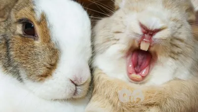 Зубы кролика декоративного – особенности и возможные проблемы