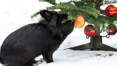 Новый год Черного Водяного Кролика: как украсить дом, что готовить и какие  подарки дарить – Заря Кубани Новости Славянска-на-Кубани