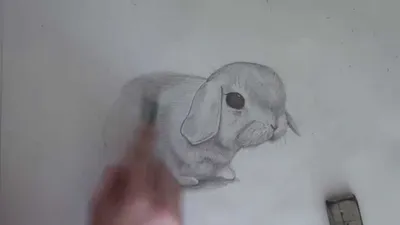 Как нарисовать кролика / How to draw rabbit - YouTube