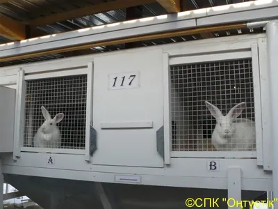 Акселационное кролиководство: преимущества для любителя | Домашняя ферма |  Дзен
