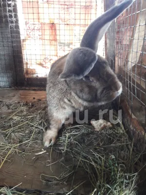 Кролики породы Фландр купить на Зозу.ру