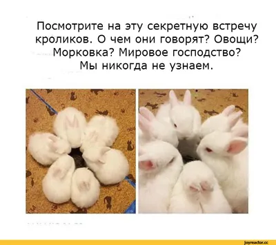 Кролики фото приколы фото