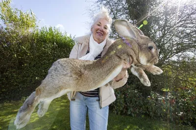 Кролики гиганты фото фото