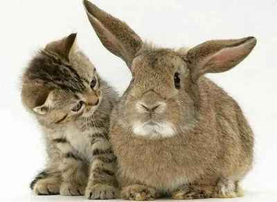 Смешные картинки животных – Выпуск № 9 (Кролики и зайцы) – Интересные  животные