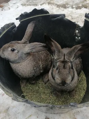 Продам племенных кроликов Серый великан, Днепропетровская обл., Кроли —  Agrotorg.Dp