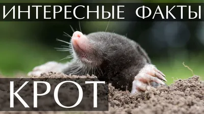 Интересные факты о Кротах - YouTube