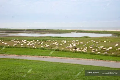 Германия, Нижняя Саксония, Круммхорн, Стадо пасущихся овец в Ваттовом море  национальных парков — Изображение, Обложка - Stock Photo | #479916214