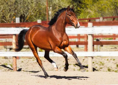 Постуральное кольцо | Happy Horse Training