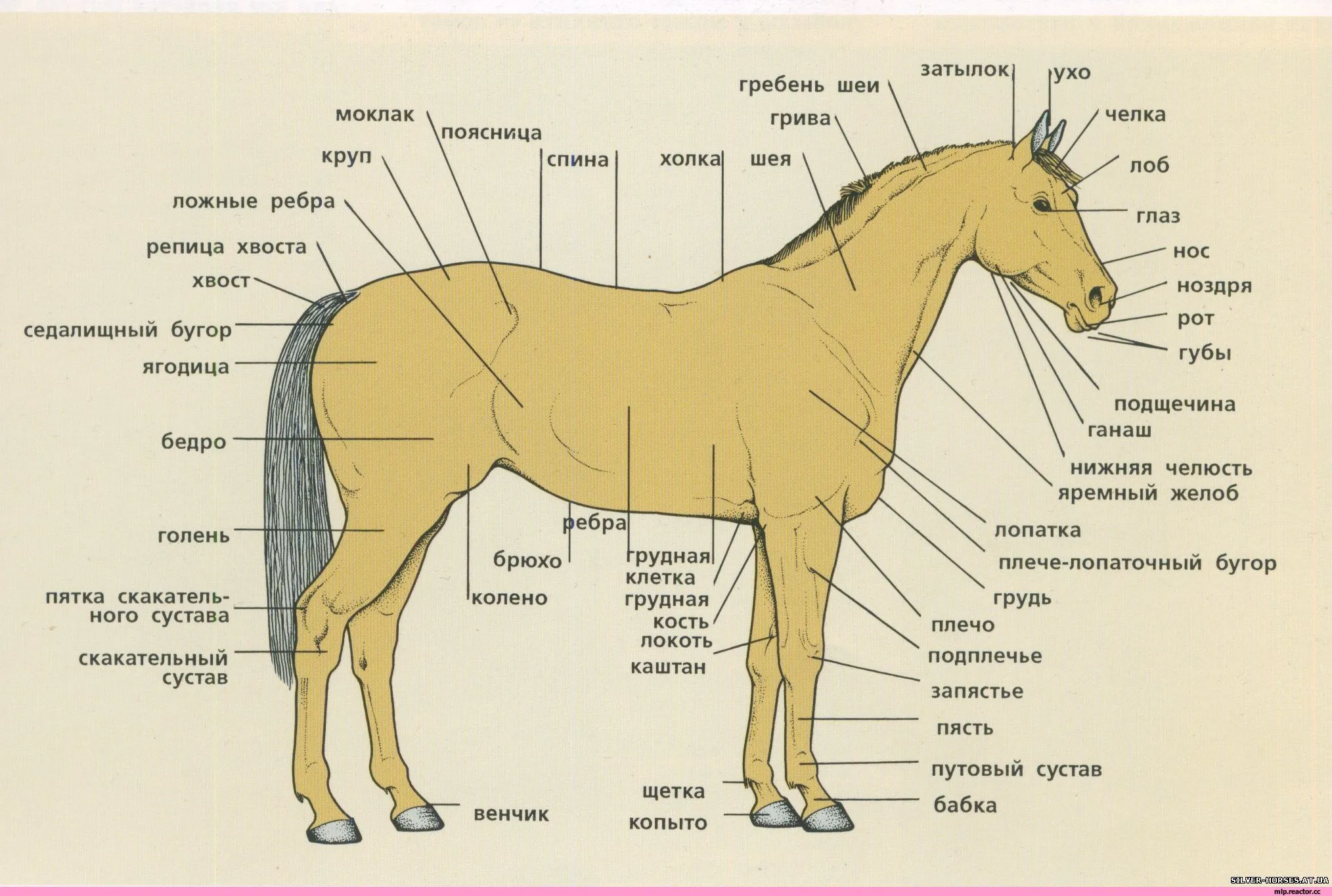 Конский храп. Строение конечностей лошади схемы. Строение лошади анатомия. Строение конечностей лошади анатомия. Анатомия лошади названия частей тела.