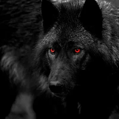 Черный волк с красными глазами - 77 фото
