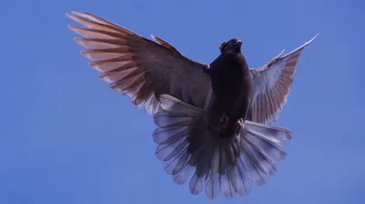 Крымские голуби фото