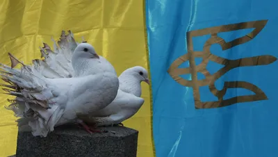 Крымские бескружные высоколетные голуби 2024 | ВКонтакте