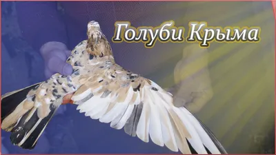 крымский голубь) :: Elena Kornienko – Социальная сеть ФотоКто