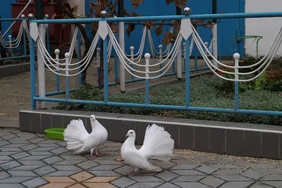 Свадебные голуби в Крыму. | Simferopol