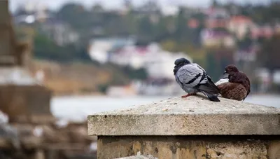 В Крыму фотограф набросился на туристку за фото его голубей - KP.RU