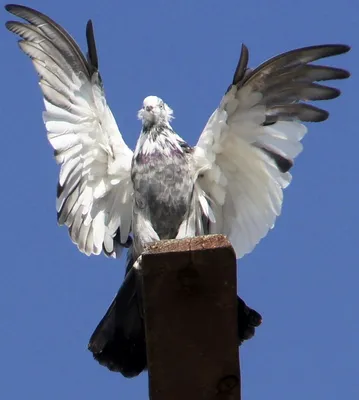 Крымский голубь — Фото №348897