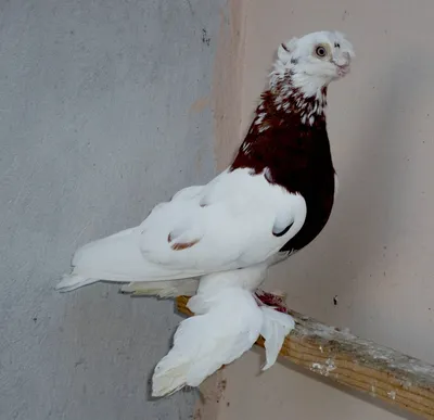 В феодосийском храме святой Екатерины поселилась пара декоративных голубей
