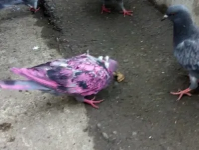 Больше 20 разноцветных голубей изъяли у крымского фотографа | Новости  Севастополя - Gorago.ru