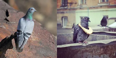 Чем крымские голуби отличаются от голубей материка РФ (попробую вас  удивить) | Заметки зооработника | Дзен
